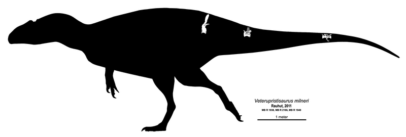 File:Veterupristisaurus Skeletal Diagram.png