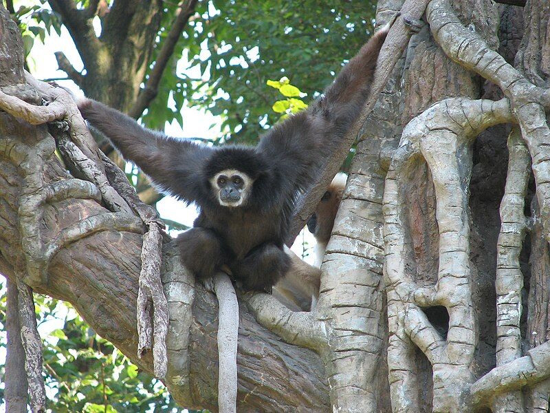 File:White-handed Gibbon.jpg