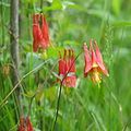 More columbine