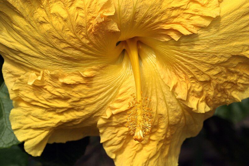 File:Yellow Hibiscus+ (110014928).jpg