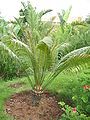 Phoenix canariensis young tree