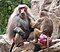 Singapore Zoo Hamadryas Baboons