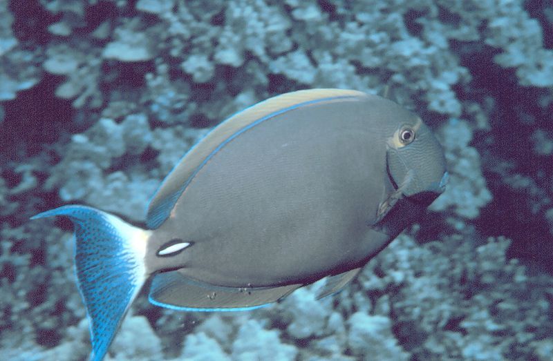 File:Acanthurus dussumieri.jpg