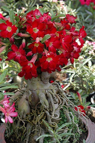 File:Adenium obesum01.JPG