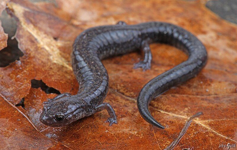 File:Adult Plethodon richmondi.jpg