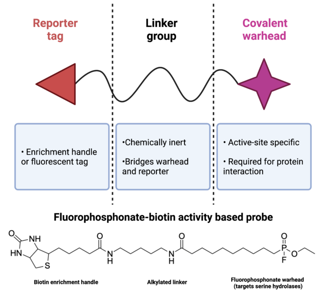 File:Affinity Based Probe.png