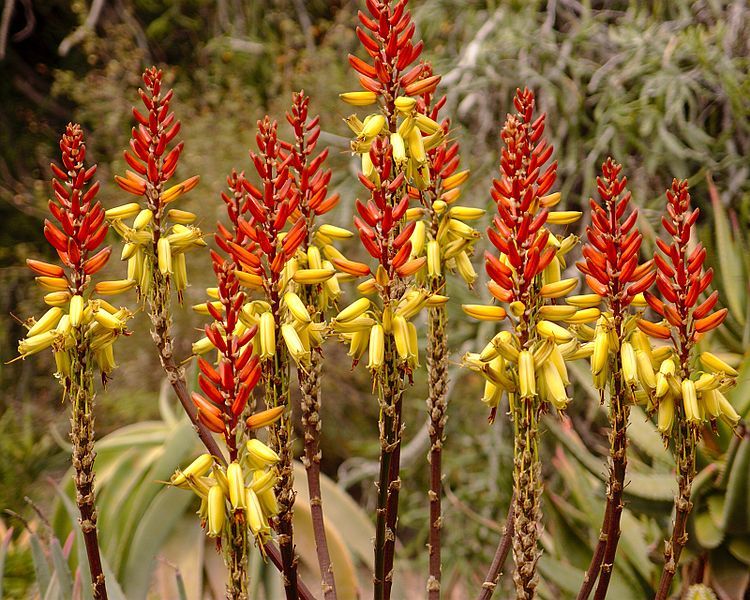 File:Aloe reitzii flowers.jpg