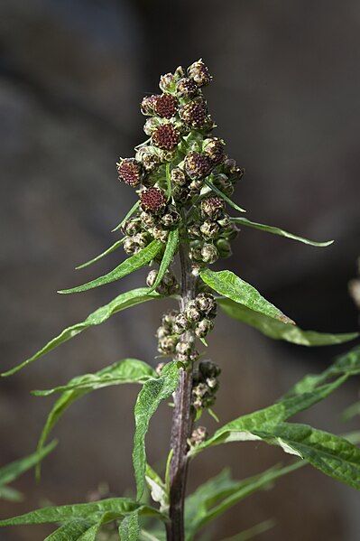 File:Artemisia tilesii (7833472536).jpg