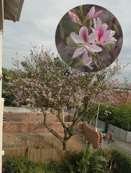 File:Bauhinia variegata.jpg