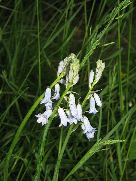 File:Brimeura amethystina08.jpg