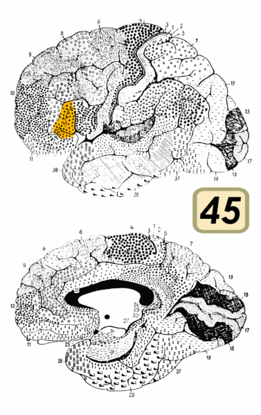 File:Brodmann Cytoarchitectonics 45.png