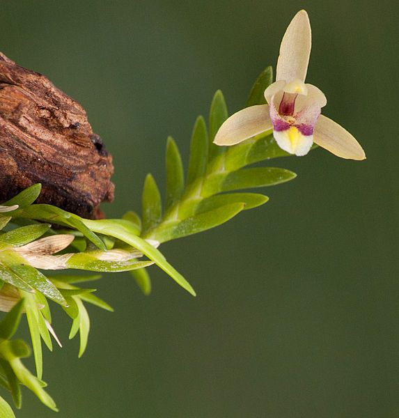 File:Bromheadia brevifolia flower.jpg