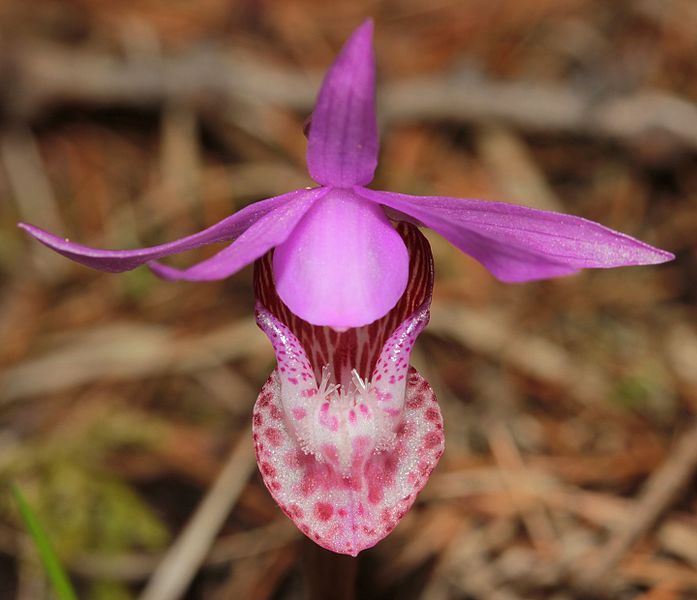 File:Calypsobulbosa.jpg