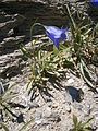 Campanula scheuchzeri