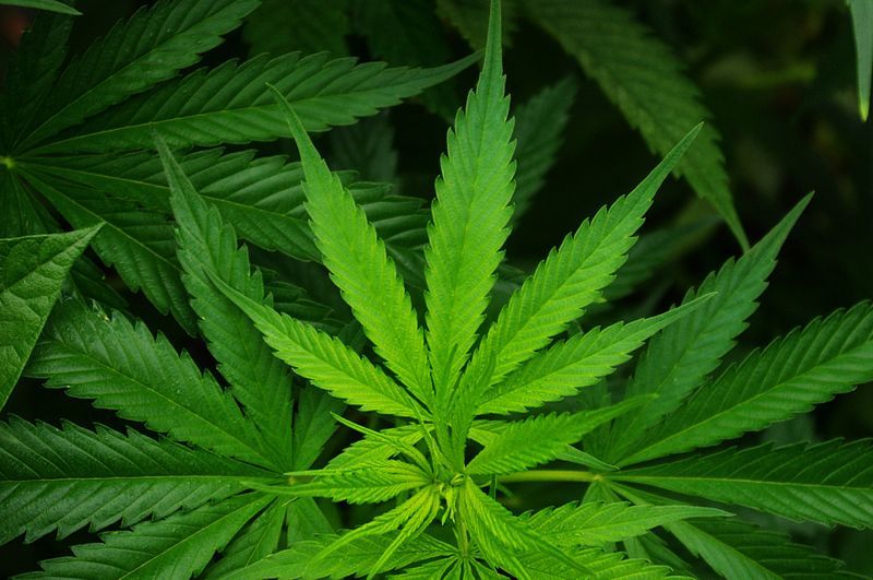 File:Cannabis-leaf-hemp.jpg