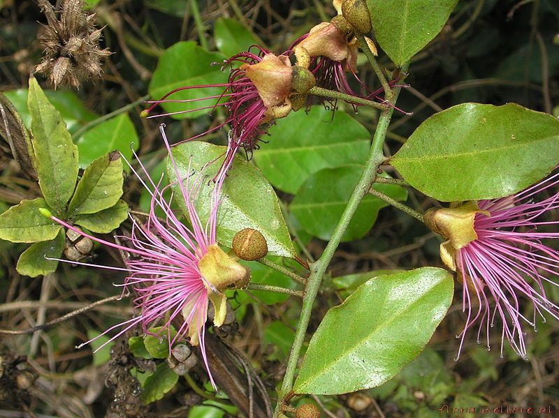 File:Capparis zeylanica L..jpg