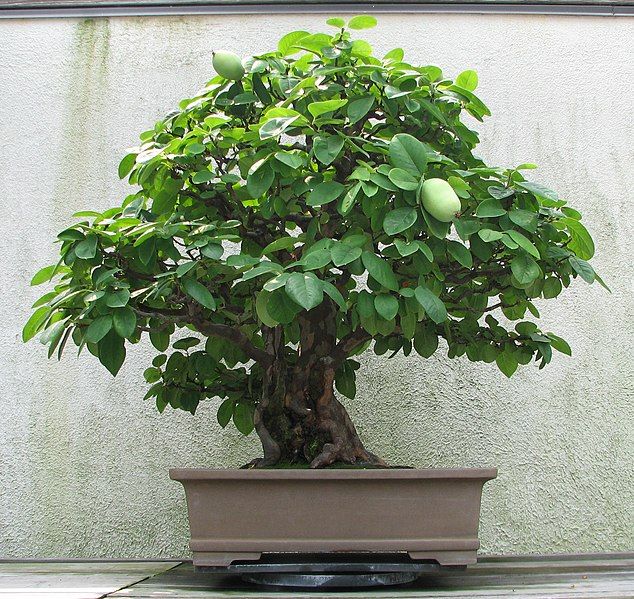 File:Chinese Quince, 1875-2007.jpg