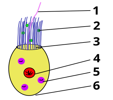 File:Codonosiga.svg