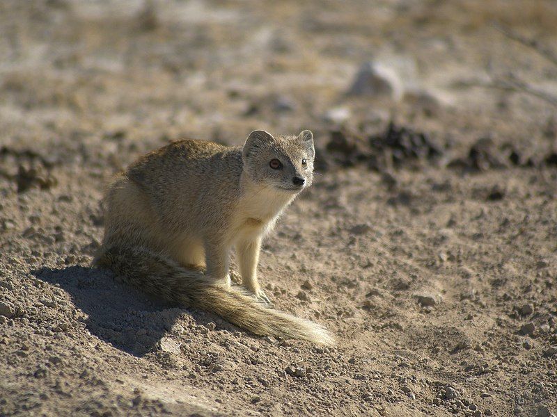 File:Cynictis penicillata.jpg