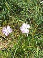 Dianthus gallicus