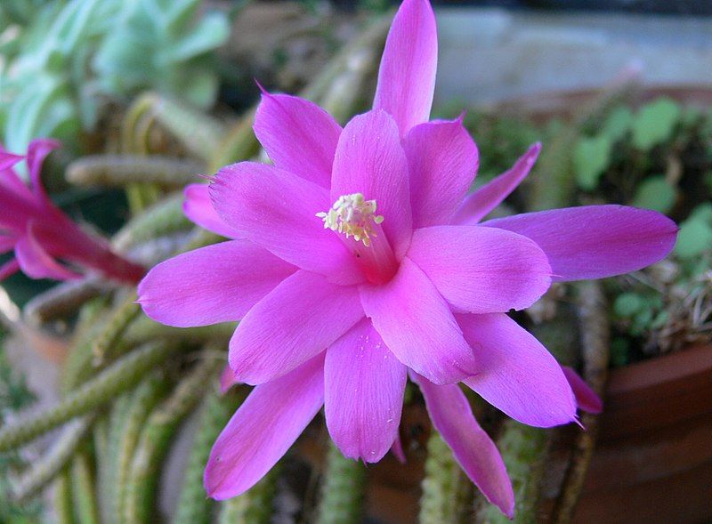 File:Disocactus flagelliformis2.jpg