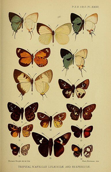 File:Druceproceedingsofzoo1910Plate35.jpg