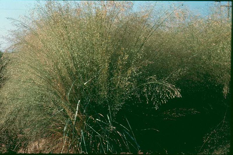 File:Eragrostis trichodes 0776.jpg