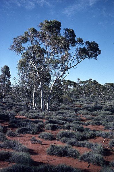 File:Eucalyptus gongylocarpa.jpg