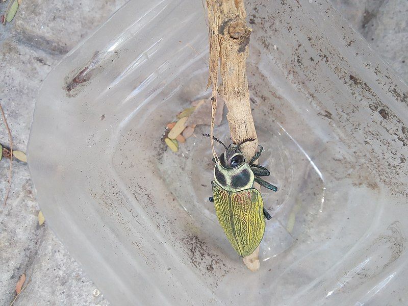 File:Euchroma Gigantea Jamaica.jpg