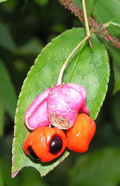 File:Euonymus verrucosus 20080907b.jpg