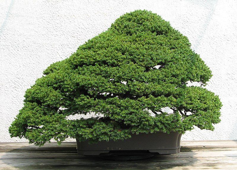 File:Ezo Spruce, 1925-2007.jpg