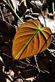 Life beneath the canopy trees (FRIM)