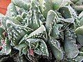 Faucaria