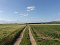 Much of Ladenburg is surrounded by fields.