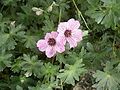 Geranium cinereum