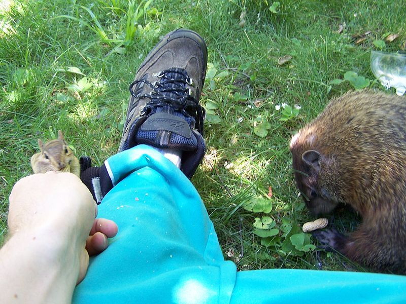 File:Groundhogpluschip-munching2.jpg