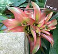 Guzmania bromeliad, "Bliss" cultivar