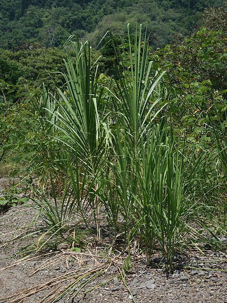 File:Gynerium sagittatum 3.jpg