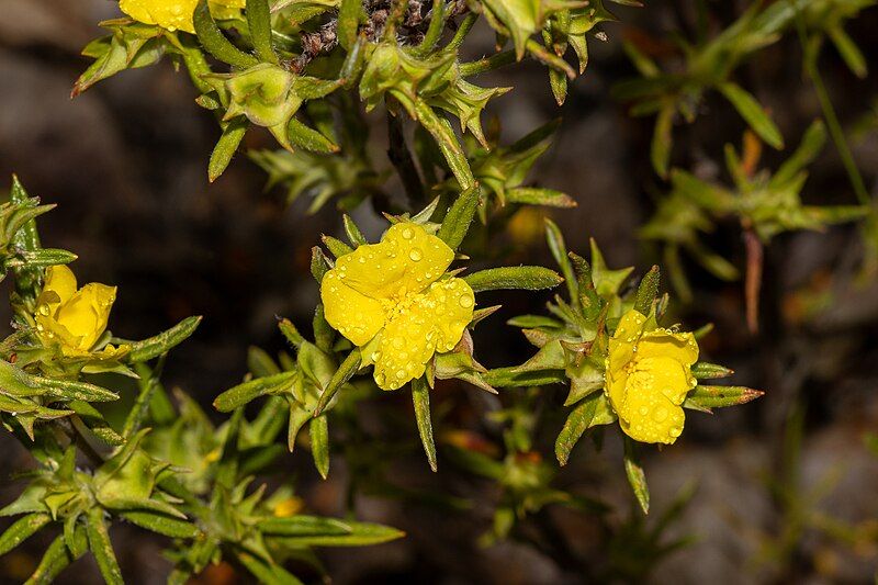 File:Hibbertia squarrosa.jpg