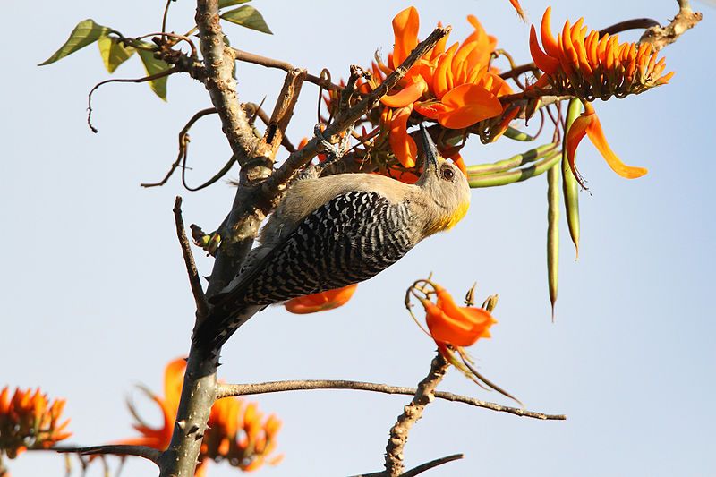 File:Hoffman's woodpecker (F).jpg