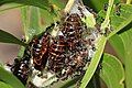 Pupae tended by ants