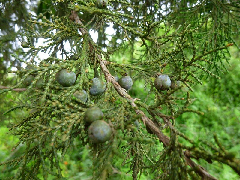 File:Juniperus procera cones.JPG