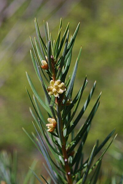 File:Keteleeria evelyniana.jpg