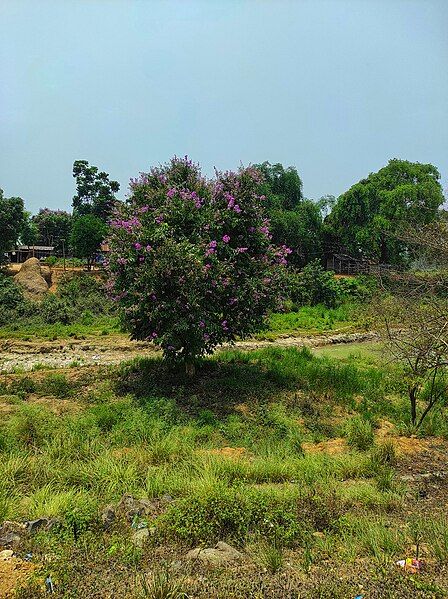 File:Lagerstroemia Speciosa Tree.jpg