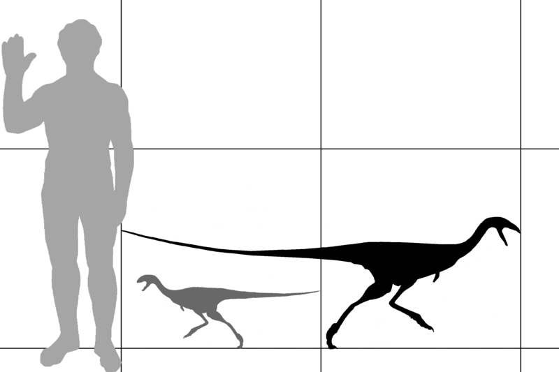 File:Limusaurus size.png