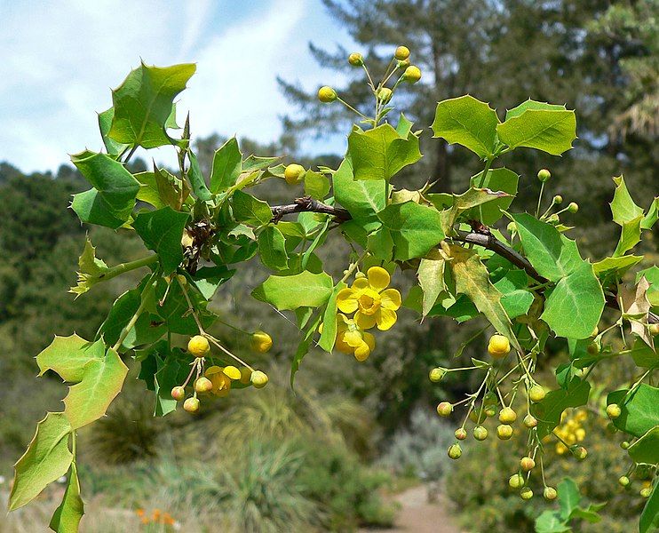 File:Mahonia fremontii 4.jpg