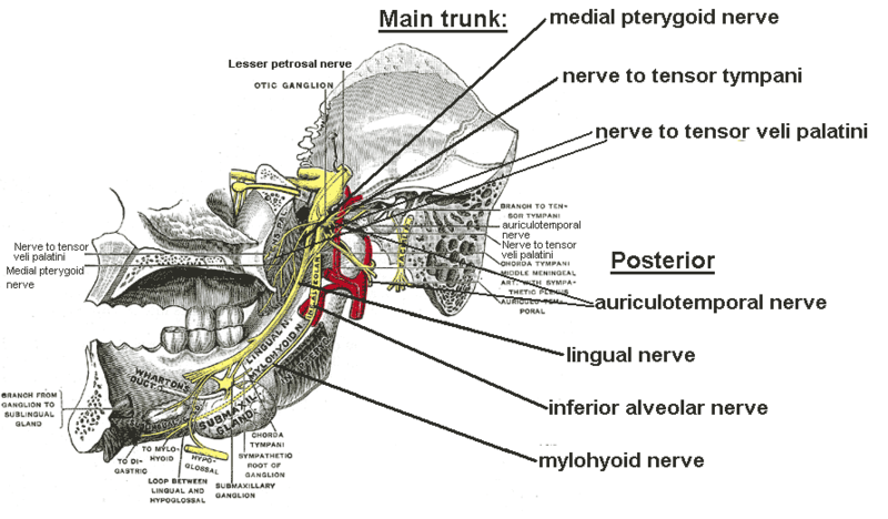 File:Mandibular branches.PNG