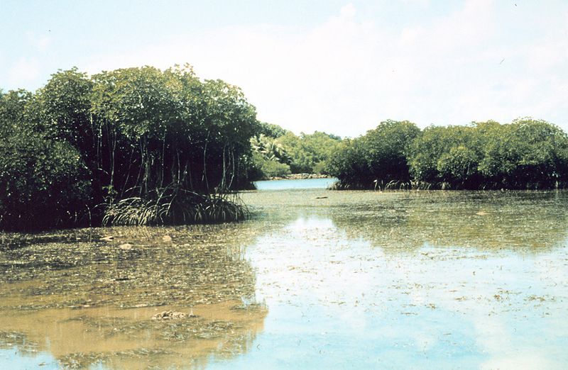 File:Mangrove lagoon.jpg