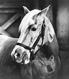 A black and white photograph of a horse at bust length.