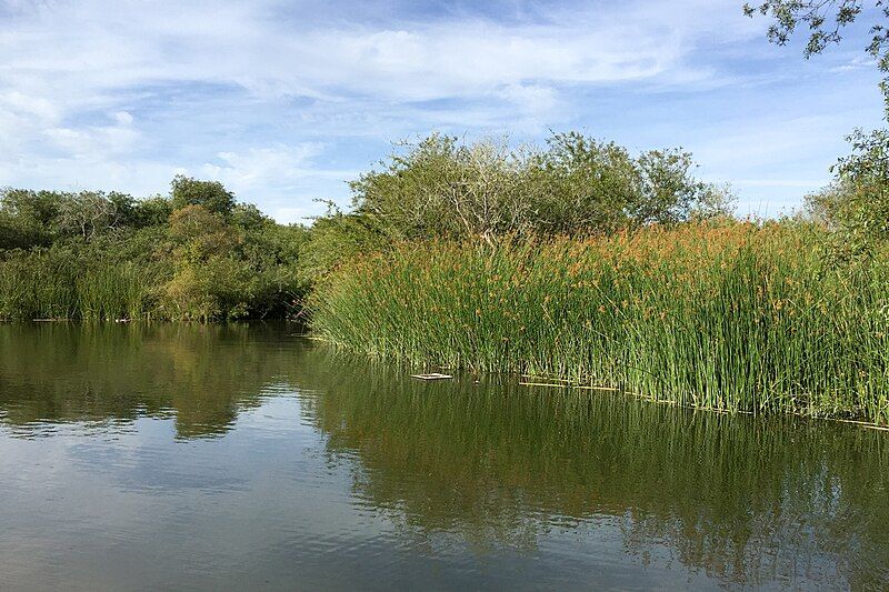 File:Neary Lagoon 2016-06-08.jpg